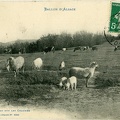 Ballon-Alsace-Troupeau-sur-les-chaumes-1907-r