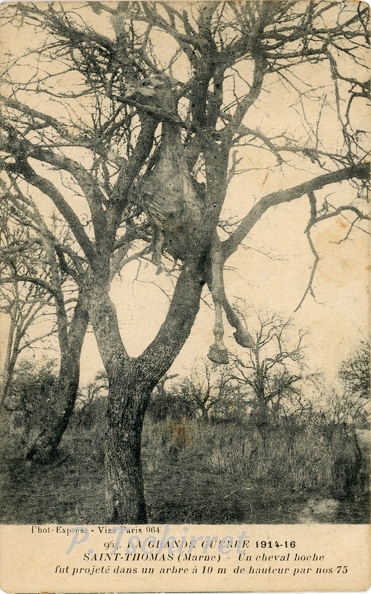 16-La-Grande-Guerre-1914-1918-Saint-Thomas-Marne-Cheval-boche-dans-arbre r